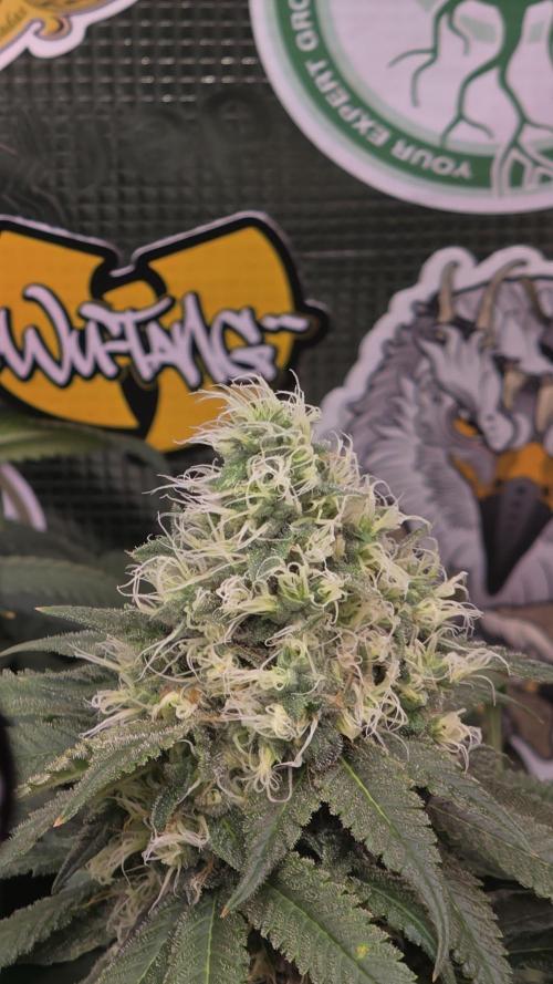 💙 Bubble's Blueberry F4. Week 13