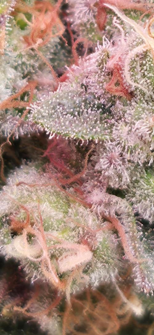 Slurricane #7 S1. Week 13