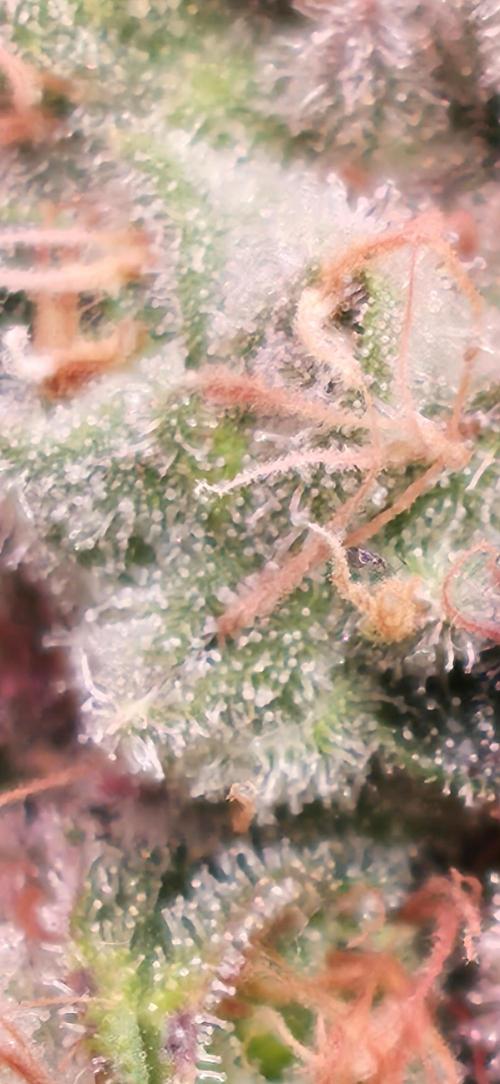 🍭Slurricane #7 S1. Week 13