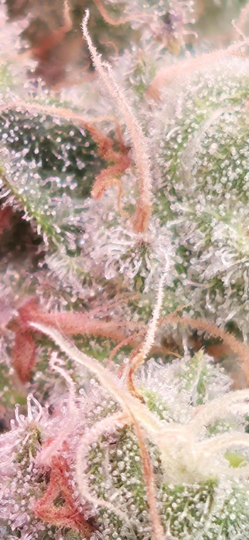 🍭Slurricane #7 S1. Week 13