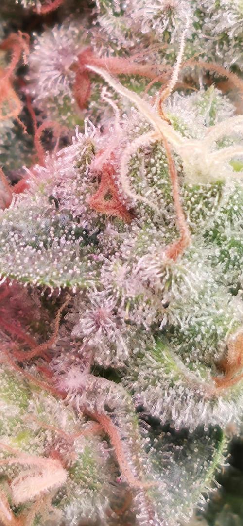 🍭Slurricane #7 S1. Week 13