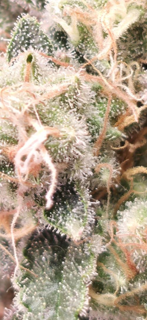 🍭Slurricane #7 S1. Week 13