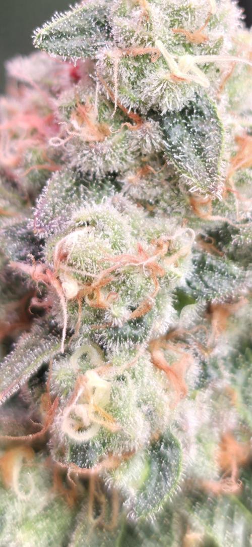 🍭Slurricane #7 S1. Week 13