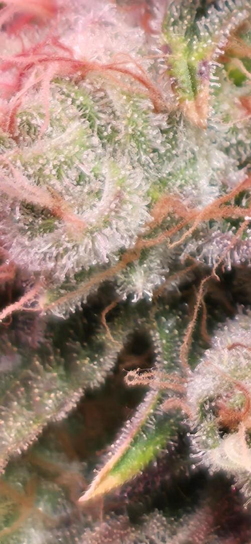 🍭Slurricane #7 S1. Week 13