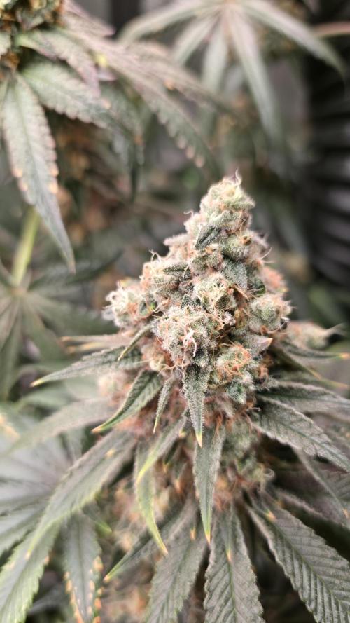 🍭Slurricane #7 S1. Week 13