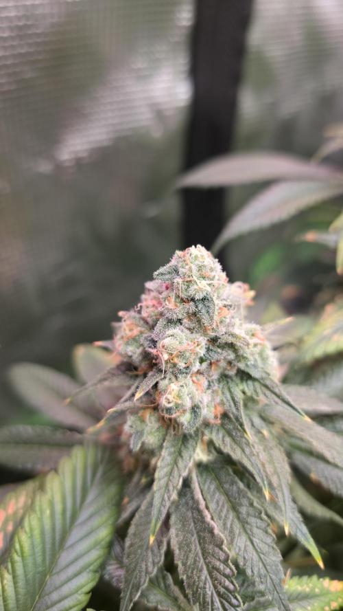🍭Slurricane #7 S1. Week 13