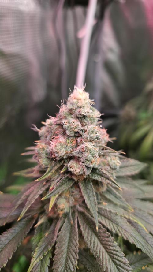 Slurricane #7 S1. Week 13