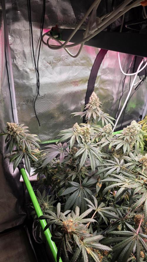 🍭Slurricane #7 S1. Week 14