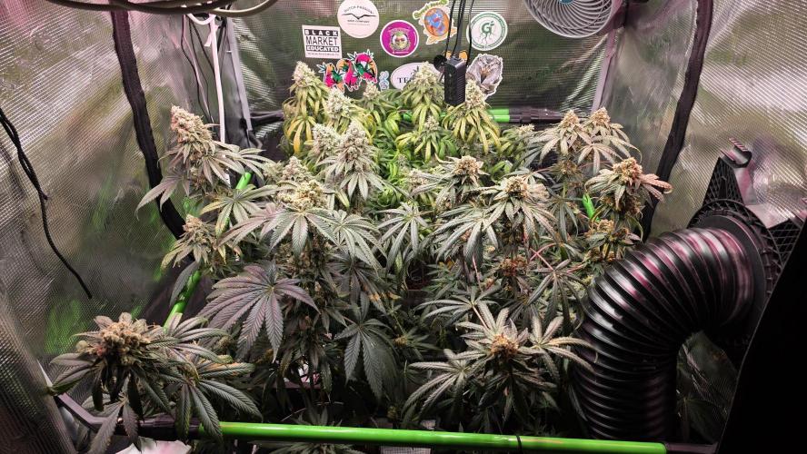 🍭Slurricane #7 S1. Week 14