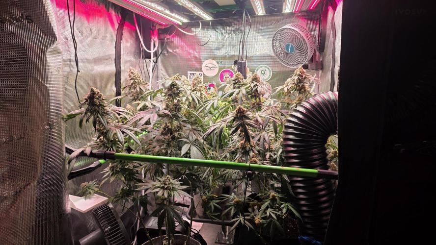 🍭Slurricane #7 S1. Week 14