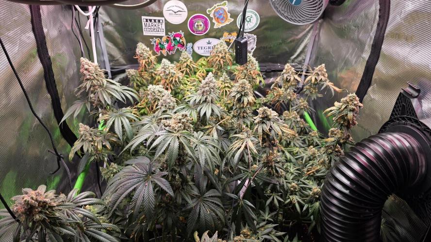 Bubble's Blueberry . Week 15
