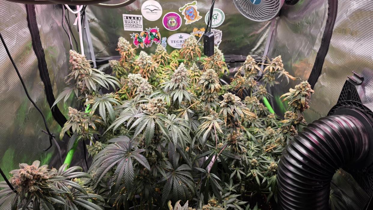 🍭Slurricane #7 S1. Week 15