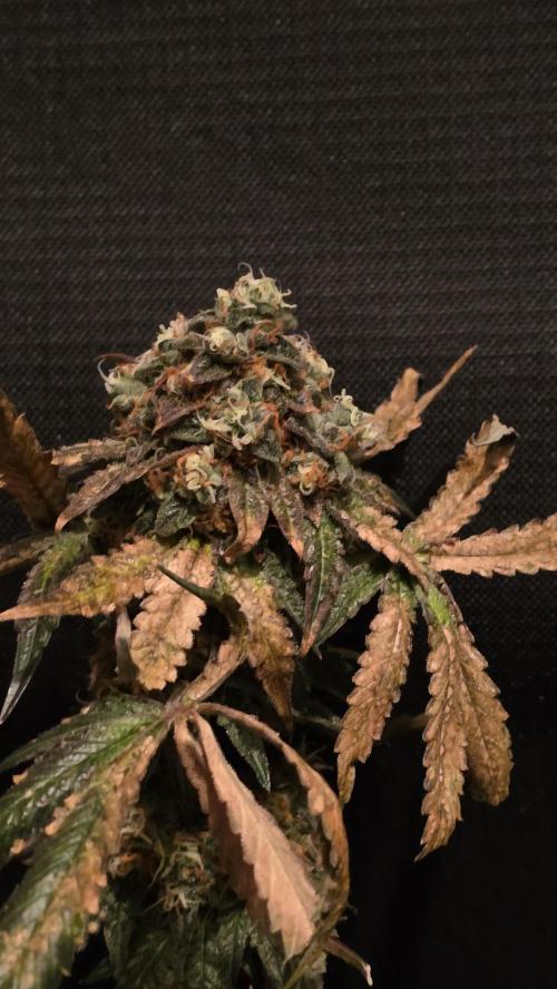 💜Blucci S1. Week 16
