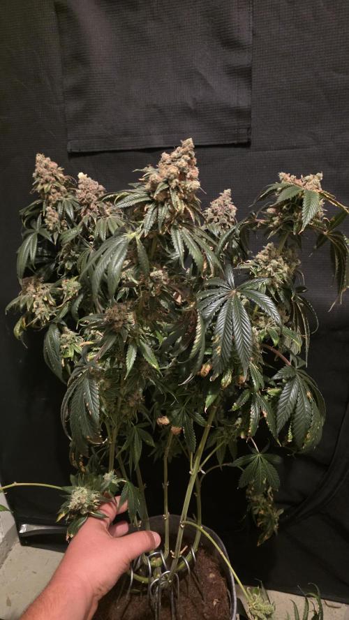 🍭Slurricane #7 S1. Week 16