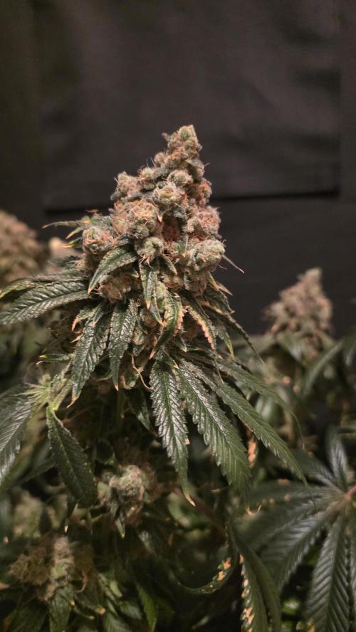 🍭Slurricane #7 S1. Week 16