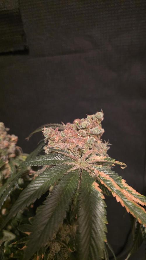 🍭Slurricane #7 S1. Week 16