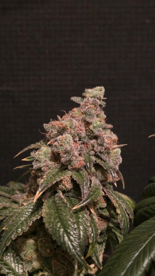 🍭Slurricane #7 S1. Week 16