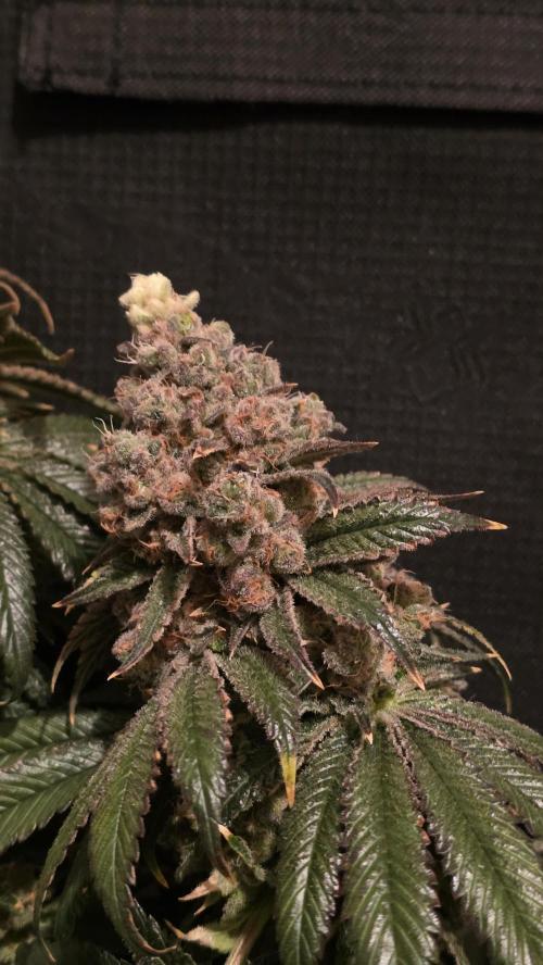 🍭Slurricane #7 S1. Week 16