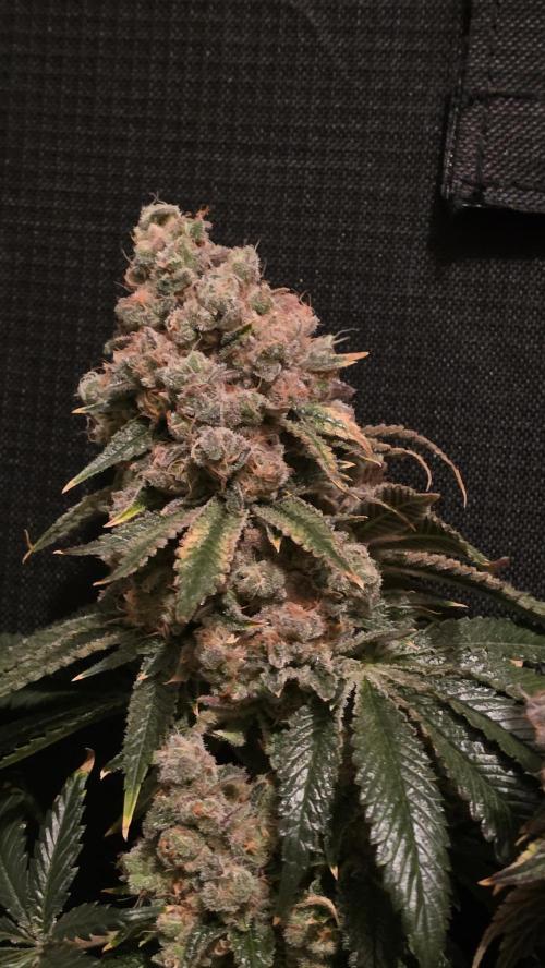 🍭Slurricane #7 S1. Week 16