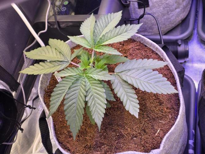 Slurricane #7 S1. Week 3