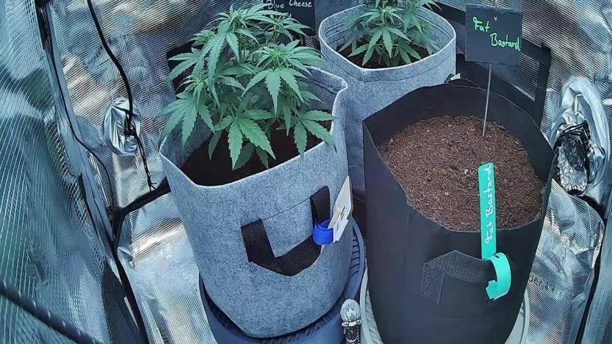 FAT BASTARD Auto - Weedseedsexpress 