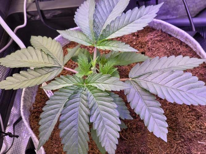 Slurricane #7 S1. Week 3