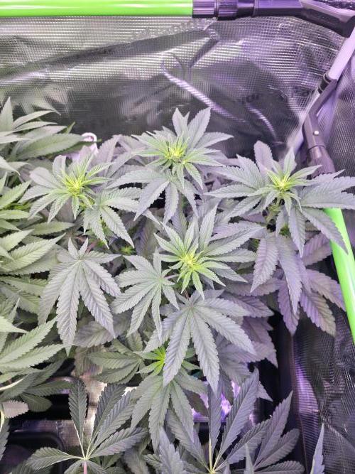 🌲🍒Cherry Crisp (Voting Winner). Week 8