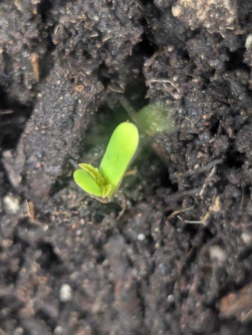 Northern Lights Auto First Run. Week 0