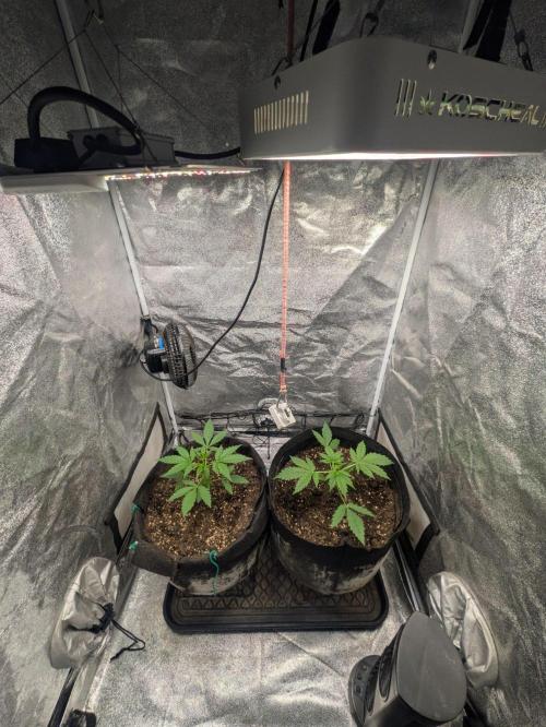 Northern Light Auto. Week 3