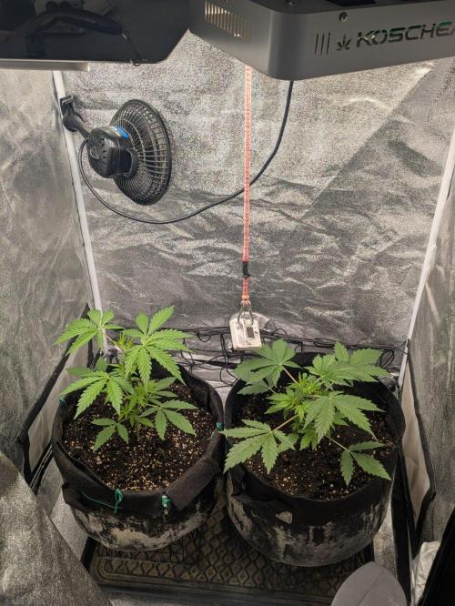 Northern Lights Auto First Run. Week 4