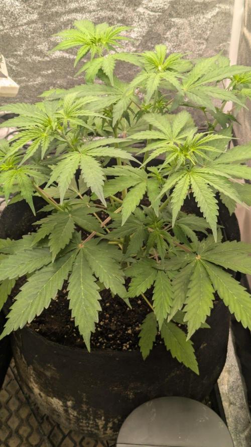 Northern Lights Auto First Run. Week 5