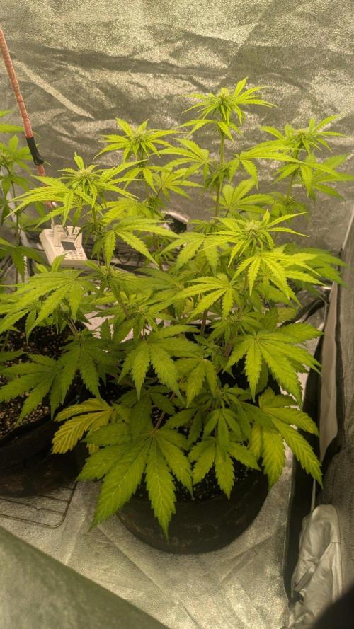 Northern Lights Auto First Run. Week 8