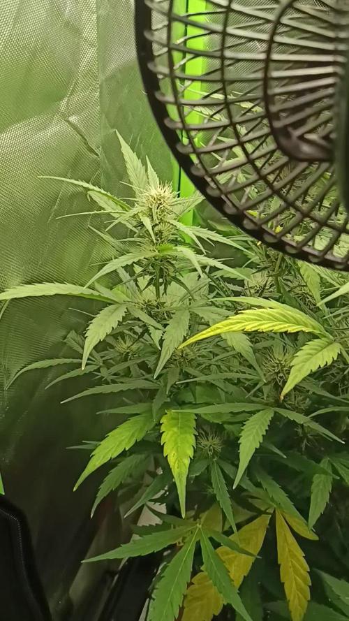 2x White Diesel Haze / LED vs SUNLIGHT