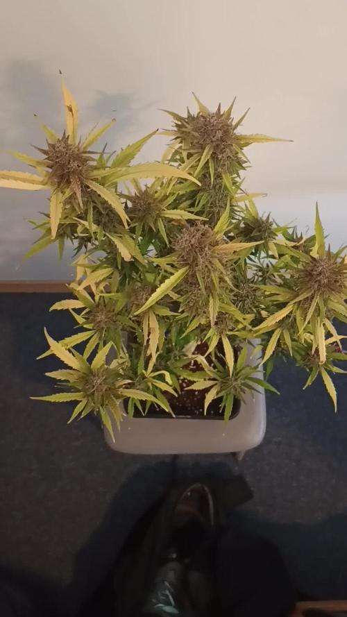 2x White Diesel Haze / LED vs SUNLIGHT