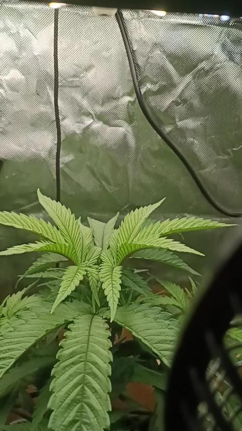 Kushmints + Georgia Pie