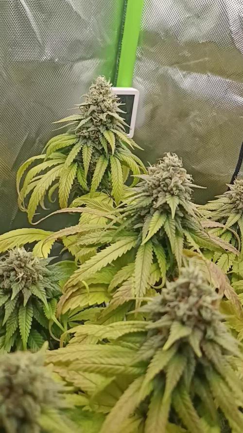 Kushmints + Georgia Pie