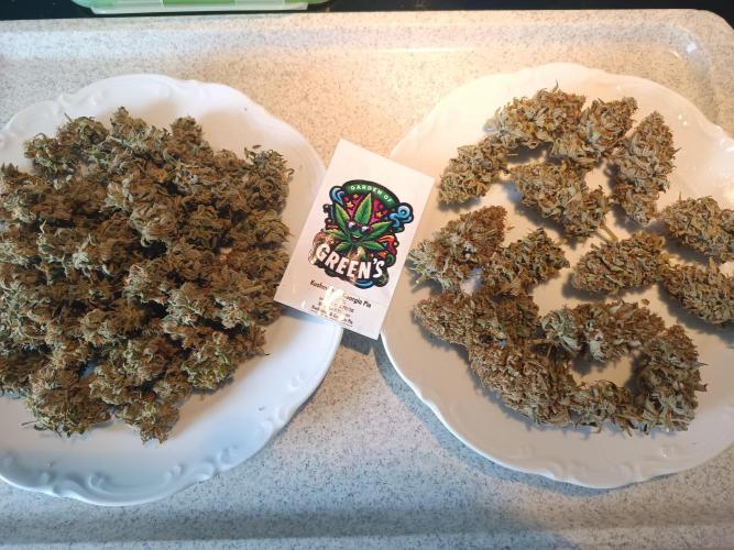 Kushmints + Georgia Pie. Week 13 - Main Colas (right) and smaller Buds (left)