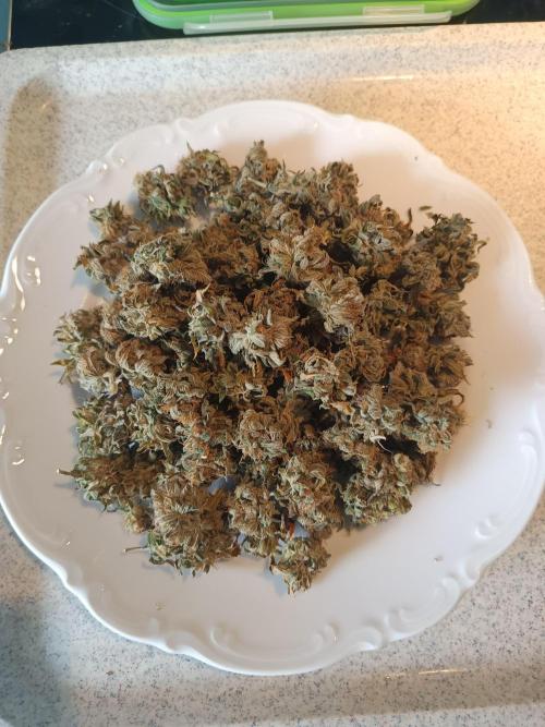 Kushmints + Georgia Pie. Week 13