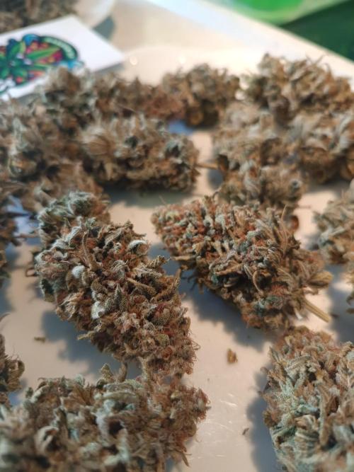 Kushmints + Georgia Pie. Week 13