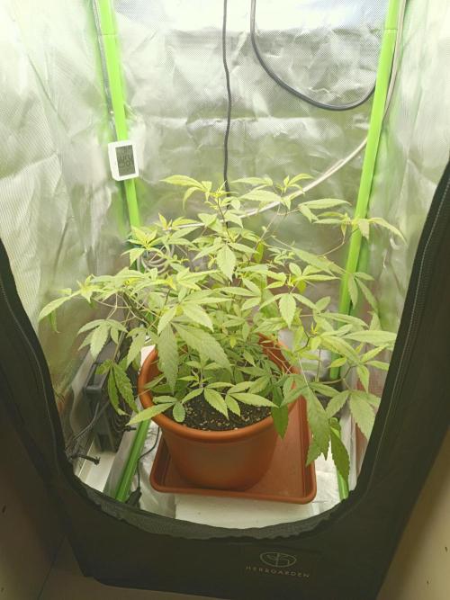 Kushmints Clonez / Speedrun. Week 1