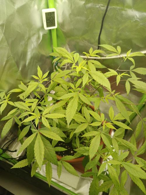 Kushmints Clonez / Speedrun. Week 1