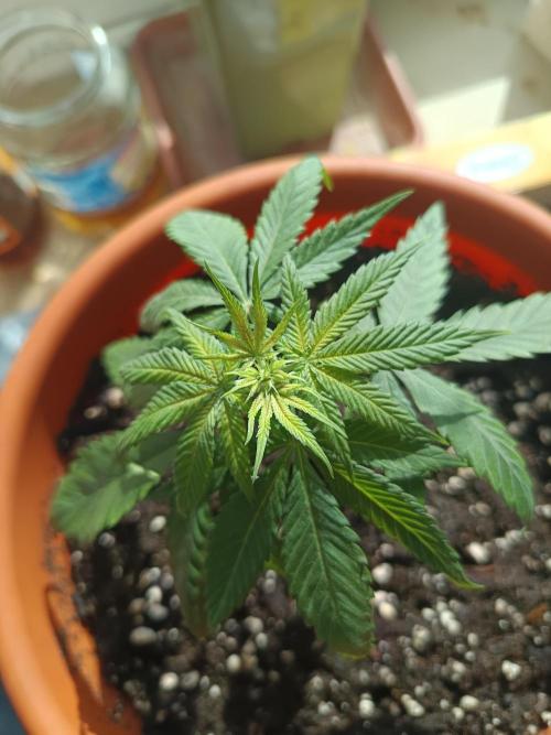 KushmintZ CloneZ / Zpeedrun. Week 0