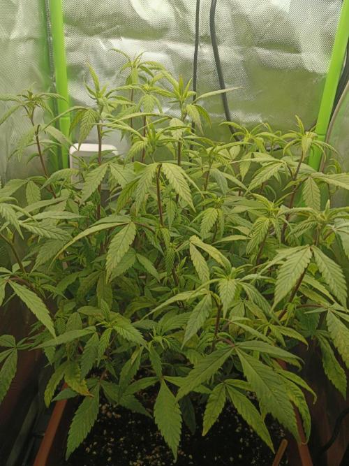 KushmintZ CloneZ / Zpeedrun. Week 4