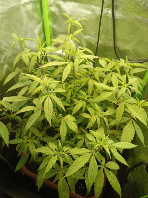 KushmintZ CloneZ / Zpeedrun. Week 4