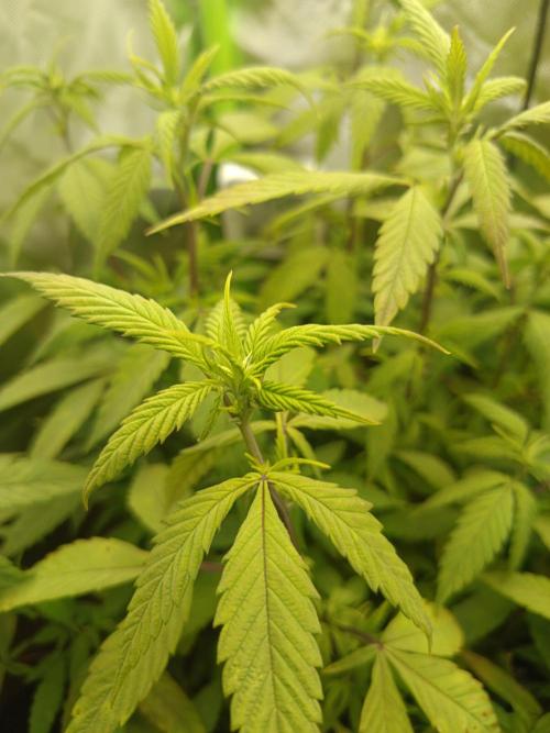 KushmintZ CloneZ / Zpeedrun. Week 4