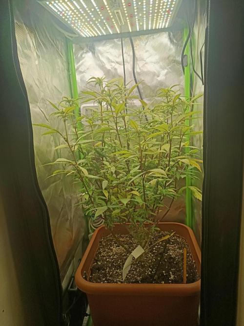 KushmintZ CloneZ / Zpeedrun. Week 5