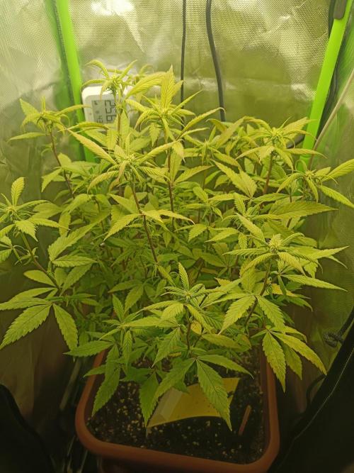 KushmintZ CloneZ / Zpeedrun. Week 5