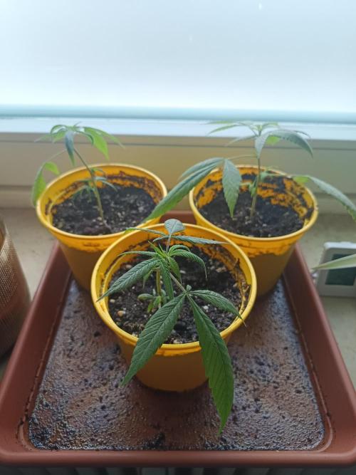 KushmintZ CloneZ / Zpeedrun. Week 5 - The clonez