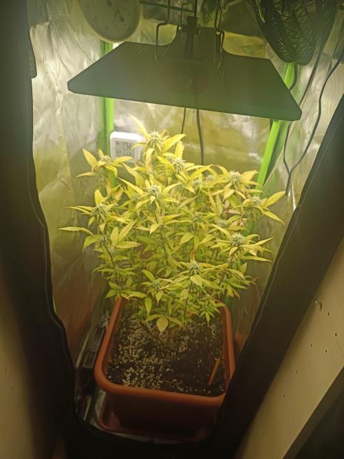 KushmintZ CloneZ / Zpeedrun. Week 7