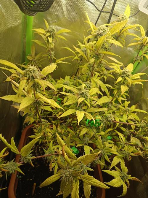 KushmintZ CloneZ / Zpeedrun. Week 8